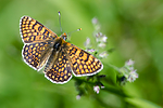 BB 13 0527 / Melitaea cinxia / Prikkrutevinge